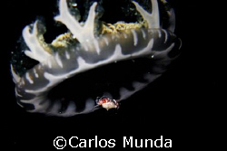 "UFO" - a porcelain crab hitches a ride on a jellyfish. P... by Carlos Munda 
